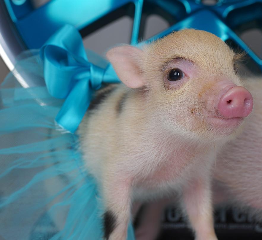 Хрю-ми Фелген.