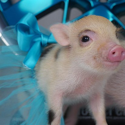 Хрю-ми Фелген. 