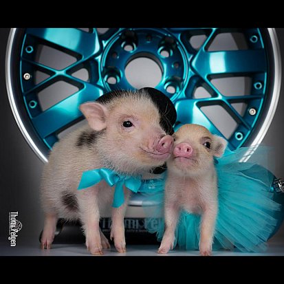 Хрю-ми Фелген. 