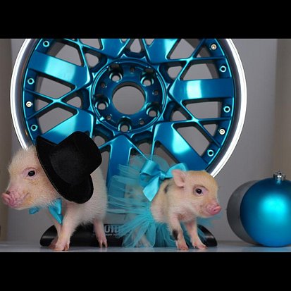 Хрю-ми Фелген. 